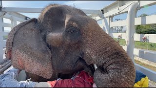 Providing a haven for a second chance of life for the elephant Siri  ElephantNews [upl. by Boote]