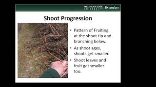 New England Winter Fruit Seminar Series Blueberry Twig Blight [upl. by Arikahs]