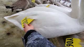 petting a trumpeter swan again [upl. by Seward]