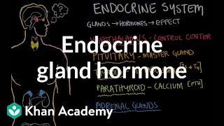 Endocrine gland hormone review  Endocrine system physiology  NCLEXRN  Khan Academy [upl. by Joane752]