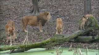 Lion cubs GaiaZOO 16 January 2015 [upl. by Adohr]