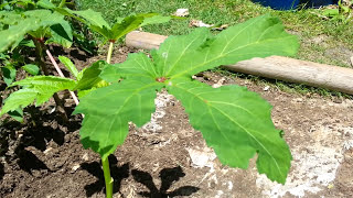 How to Prune OKRA [upl. by Nohsar586]