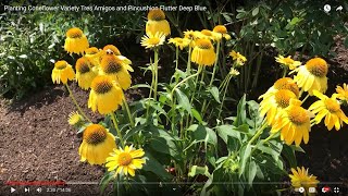 Planting and Dividing Coneflower Sombrero Lemon Yellow [upl. by Adorne]