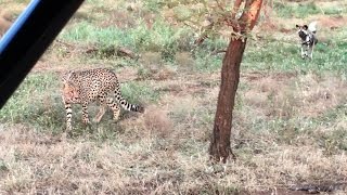 Perros salvajes africanos vs guepardos  National Geographic [upl. by Kendrah193]