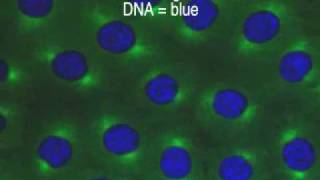 Mitosis in Drosophila embryo [upl. by Drummond]