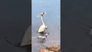 Power of mother swan swan mother animalvideos funnyanimals birds duck hen pet petshop ai [upl. by Ellatnahc]