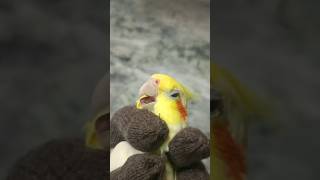 cockatiel Male Female identify process 🦜 birds cockatiel shortsfeed birdslover [upl. by Marianne232]