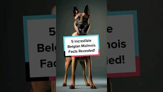 5 Incredible Belgian Malinois Facts Revealed BelgianMalinois DogBreeds Pets Shorts DogFacts [upl. by Ludovick225]