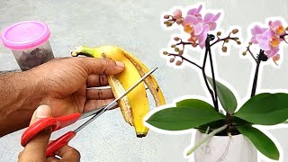 Banana peel  best fertilizer for orchids to bloom [upl. by Nnyla]