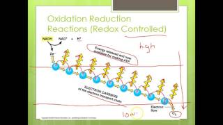 Chemiosmosis and Substrate Level Phosphorylation [upl. by Norrej]