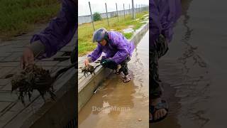 Storm Drain Unclogging Essential Steps to Drain a Flooded Street shorts video viralvideo [upl. by Llerahs]