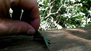 Leaf insect Bukit Timah Nature Reserve Singapore [upl. by Gran]