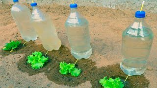 Como hacer riego por goteo para verduras muy facil y economico con botellas de plastico [upl. by Alard815]