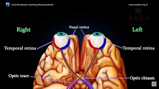 VISUAL PATHWAY ANIMATED  Animated anatomy lectures USMLE Step 1 [upl. by Aluin243]