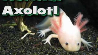 Axolotl Metamorphosis [upl. by Fernandes]