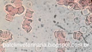 Trypanosoma evansi em sangue de cão Objetiva 100x [upl. by Anawit]