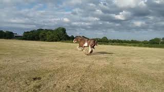 Magnificent POWERFUL Clydesdale stallion gallops in the sunshine [upl. by Ailime]