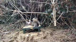 2024 Critter Feeder and Bird Feeder Watch Stream 3 [upl. by Tombaugh367]