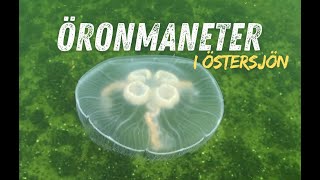 Öronmaneter i Östersjön [upl. by Ayoral411]