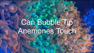 Can Bubble Tip Anemone Touch  Keeping Multiple RBTA Saltwater Coral Reef Aquarium [upl. by Adnalor]