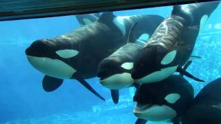 6 Killer Whales in Underwaterviewing Seaworld Orlando [upl. by Kussell154]