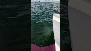 Flying on a foiling dinghy  BirdyFish [upl. by Ellierim857]