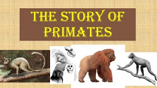 The History of Primates [upl. by Lavinie876]