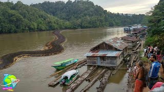 Anaconda Kalimantan Ternyata Menjadi Ular Terbesar di Dunia Ini Dia Wujud Ular Paling Mengerikan [upl. by Erdman]