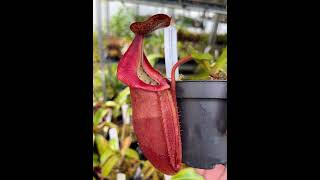 Nepenthes densiflora x veitchii BE4037  Kannenpflanzen bei Fangblatt  kannenpflanze [upl. by Itnaihc]