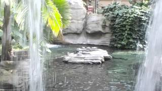 Resort Tour Gaylord Palms Kissimee FL [upl. by Enahs]