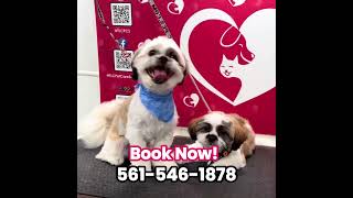 Mobile Pet Grooming in Palm Beach County [upl. by Yuh]