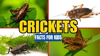 All About Crickets  Insect Facts for Kids [upl. by Ainud948]