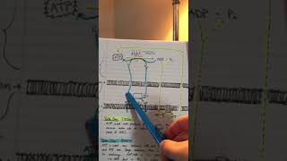 Phosphocreatine Shuttle From Mitochondrion to ActinMyosin [upl. by Cosimo]