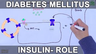 Diabetes Mellitus [upl. by Bromleigh132]