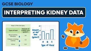 Concentration of Sodium Ions in the Blood and Kidney Filtrate  GCSE Biology [upl. by Matthiew]