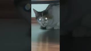 Mimi the cat at night قطط cat catvideos catlover aboabdalrahman قطتي [upl. by Black]