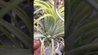 Surprisingly grow pups Tillandsia Ionantha Druid airplants tillandsia [upl. by Yrohcaz405]