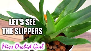 Paphiopedilum and Phragmipedium Update  The slipper Orchids [upl. by Viscardi155]