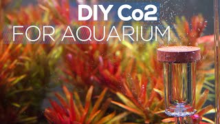 How To Make DIY CO2 For Aquarium  LOW BUDGET DIY CO2 For PLANTED AQUARIUM [upl. by Suiremed141]