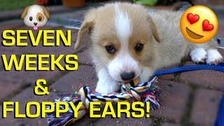 SEVEN WEEKS OLD CORGI PUP  STILL FLOPPY EARS  Topi the Corgi [upl. by Enrica]