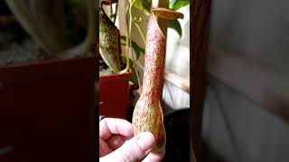 nepenthes mirabilis pitcher [upl. by Hester925]