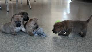 Cairn Terrier Puppies For Sale [upl. by Ahsieym]