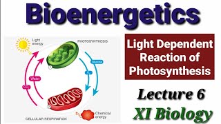 Light Dependent Reaction of Photosynthesis Lecture 6 [upl. by Anastassia573]