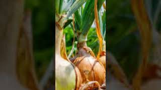 Agriculture 🌿💖🏜️onion farming💐 short video agricultural status [upl. by Hiamerej]