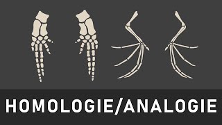 Homologie und Analogie einfach erklärt  Homologiekriterien [upl. by Chace]