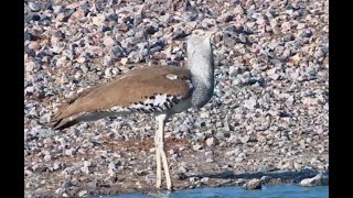 Who You Calling A Bustard [upl. by Atiruam]