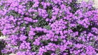 Drosanthemum time lapse flowering [upl. by Scheers]