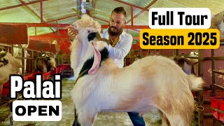 MD Goat Farm Near Mumbai Full Farm Tour  Palai Open [upl. by Rosmunda802]