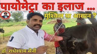 Pyometra in Cow  पायोमेट्रा  Complete treatment of Pyometra  Dr Radheshyam Saini [upl. by Amein]