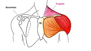 Anatomie du membre supérieur [upl. by Herschel]